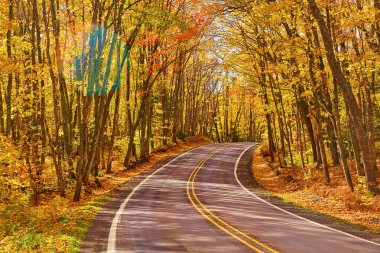 Tek bir kırmızı ağacı olan sarı orman ve görünür çizgileri olan boş bir yol bir tepenin ardında ormanda kayboluyor ve güneş parlıyor.