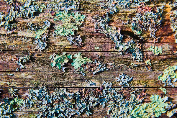 Παλιές σανίδες ξύλου σε αποσύνθεση με λειχήνες και πολύχρωμα ξύλα — Φωτογραφία Αρχείου