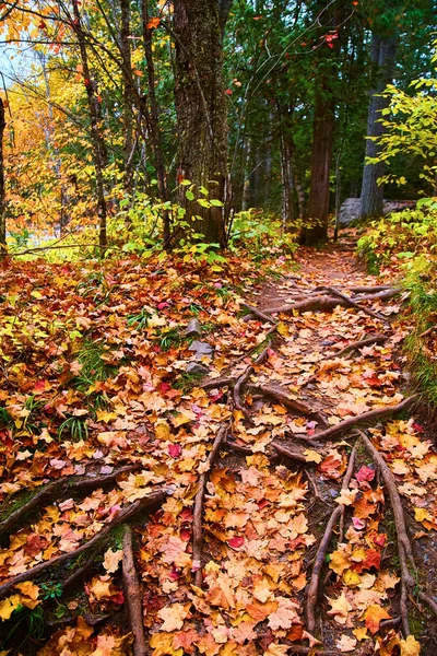 Raíces de árboles y hojas de otoño en un bosque de verde — Foto de Stock