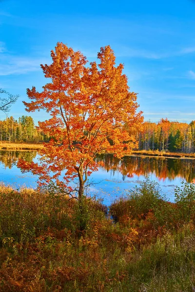 Одно дерево с оранжевыми и красными листьями пламени с озером позади него и лесом на заднем плане — стоковое фото
