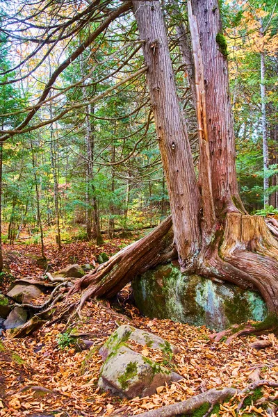 Twin yhdistetty puut kasvavat huipulla jättiläinen rohkeampi metsässä kaatuneet lehdet täynnä maata — kuvapankkivalokuva