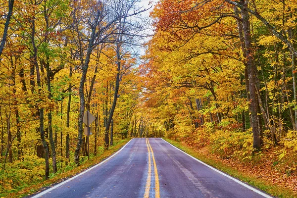 Yellow forest with yellow stripes of asphalt road in the middle and disapearing out of sight