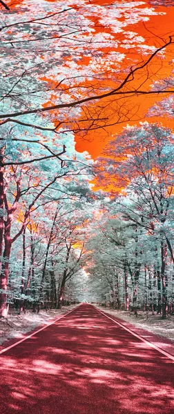 赤アスファルト道路の木々の赤外線トンネルと白と鉄の葉の木に暗い樹皮 — ストック写真
