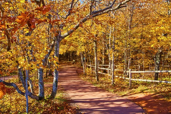 Bosque amarillo y marrón con un sendero y valla de madera y un banco al final — Foto de Stock