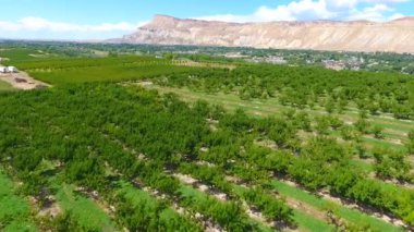 Colorado 'daki Palisade şeftali tarlalarının üzerindeki havadan.