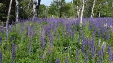 Mor çiçek tarlasında alçak hava