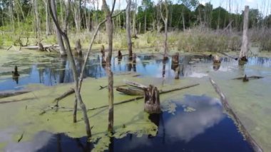 Bataklık tavasında hava ve ölü ağaçlara yakın.