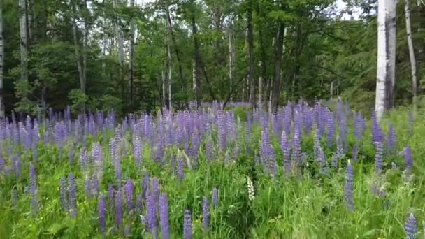 Detalhe aéreo sobre o campo de flores roxas na floresta — Vídeo de Stock