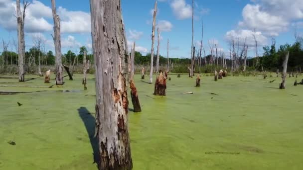 Повітря, що пролітає крізь велике болото в лісі — стокове відео