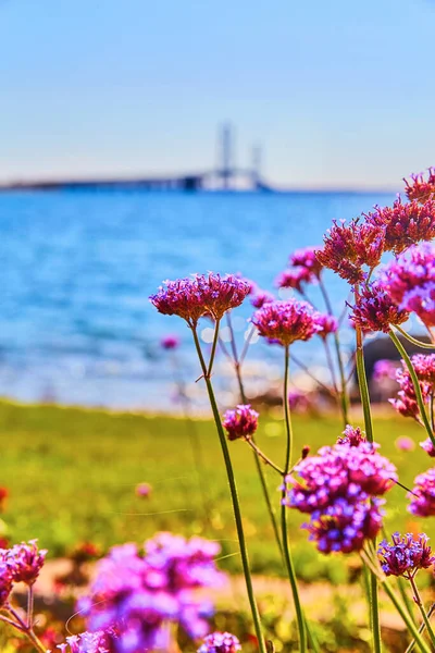 Flores roxas em foco com ponte suspensa e lago agitado no fundo — Fotografia de Stock