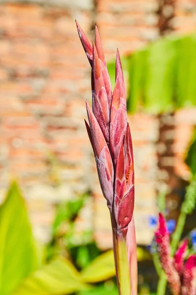 Detalhe de brotar folhas de plantas roxas contra tijolo — Fotografia de Stock