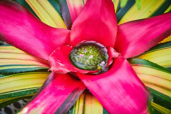 화려 한 색깔의 브로멜 리아드 식물 가운데 서물을 모은다 — 스톡 사진