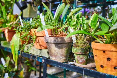 Seradaki küçük saksı bitkileri.