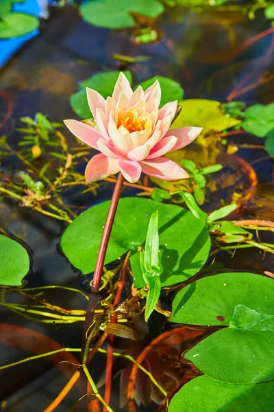 Wspaniały różowy lilia pad kwiat w wodzie — Zdjęcie stockowe