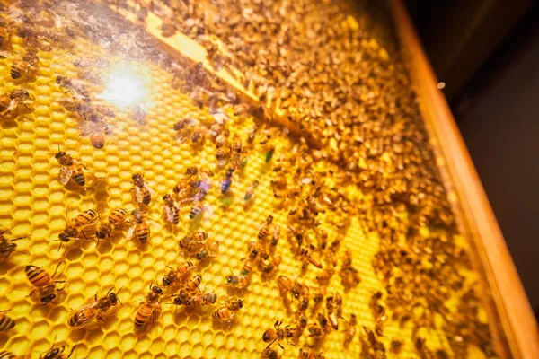 Expositor de abejas y panales en vitrina de colmena — Foto de Stock