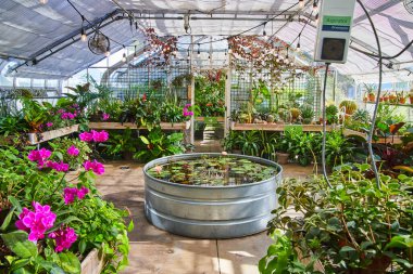 İçi bitkilerle çevrili güzel bir nilüfer yaprağı göleti.