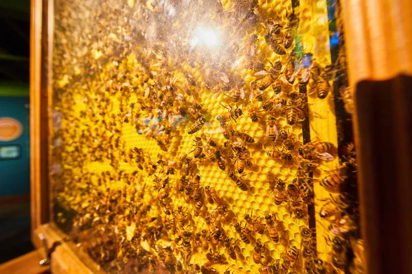 Expositor apicultor con panales — Foto de Stock