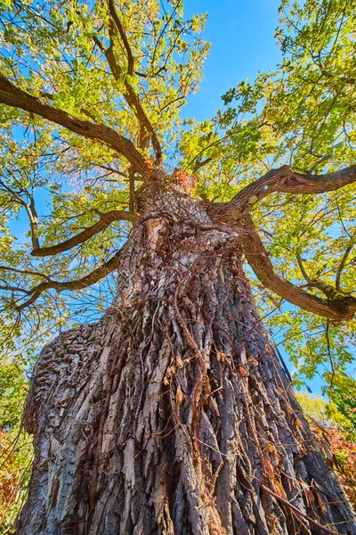 Nézd meg a fa ellen kéreg nagy ágak és lehulló levelek — Stock Fotó