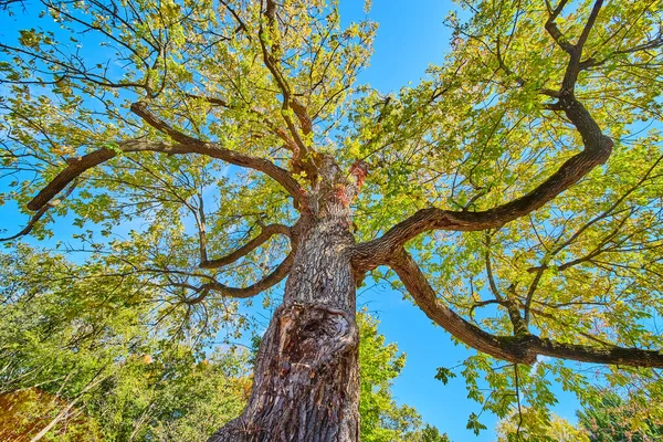 Nézi a nagy ősi fa vastag kéreg — Stock Fotó
