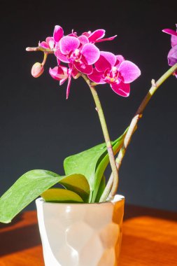 Ev planı, pembe yapraklı modern beyaz tencerede orkide.