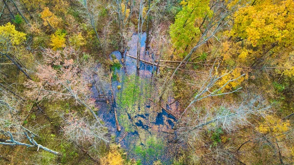Antena de pantano en campo de árboles caídos — Foto de Stock