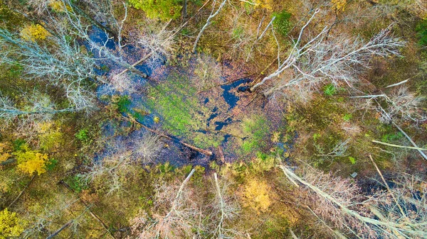 Aérea recta hacia abajo de pantano en bosque de otoño — Foto de Stock