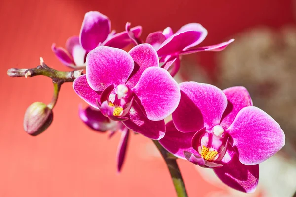 Ramo da flor do Orchid do rosa e do amarelo no fundo temático vermelho e branco do dragão asiático — Fotografia de Stock