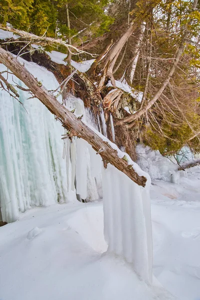 Szczegóły lodu zamrożone na gałęzi drzewa obok mrożonych sopli — Zdjęcie stockowe