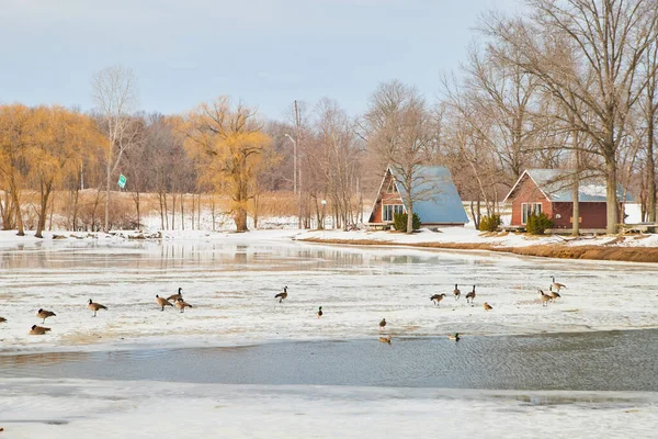 Lago congelado con gansos rodeado de cabañas —  Fotos de Stock
