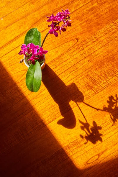 Orquídea na mesa de madeira ao sol com sombra completa — Fotografia de Stock