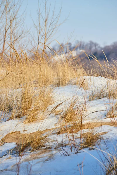 Trávy a písečné duny v Michiganu pokryté sněhem během zimy — Stock fotografie