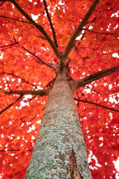 Olhando para a árvore no outono com folhas vermelhas brilhantes — Fotografia de Stock
