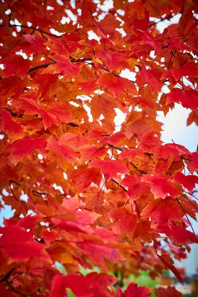 Őszi színes piros levelek részletesen — Stock Fotó