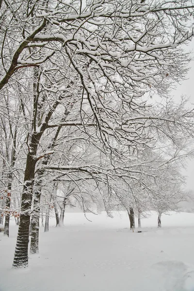 Zimní bouře řada stromů pokrytých hustým sněhem — Stock fotografie