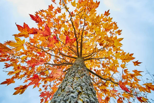 Sonbaharda, sarı ve kırmızı yapraklı canlı küçük bir ağaç. — Stok fotoğraf