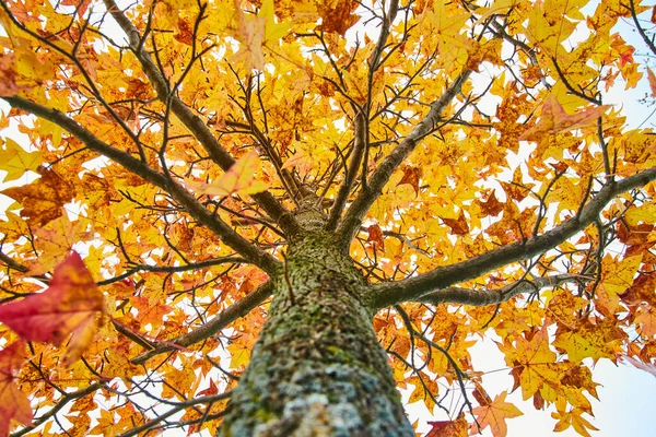 Цветные желтые деревья падают снизу — стоковое фото