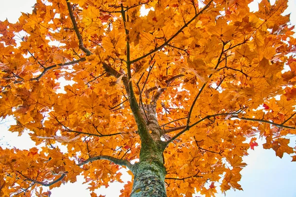 Narancs levelek a fa csúcs alá esik alulról — Stock Fotó