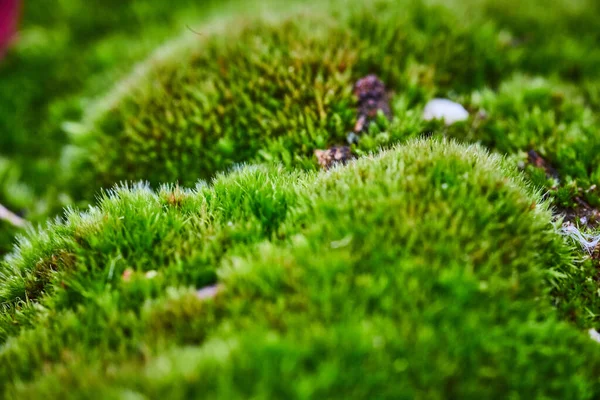 Macro detalle de trozos de musgo en el suelo — Foto de Stock