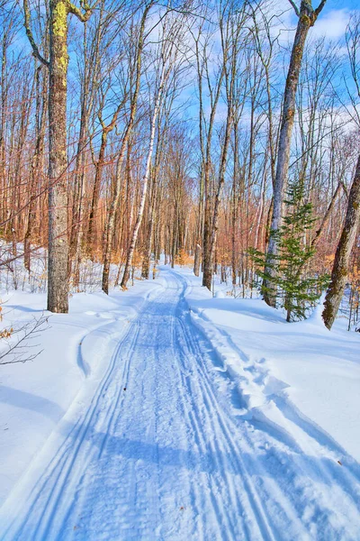 Paisaje nevado de sendero en invierno con árboles y hojas amarillas —  Fotos de Stock