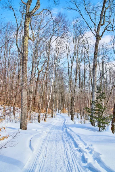 Tiro vertical de senderismo nevado a través del bosque —  Fotos de Stock