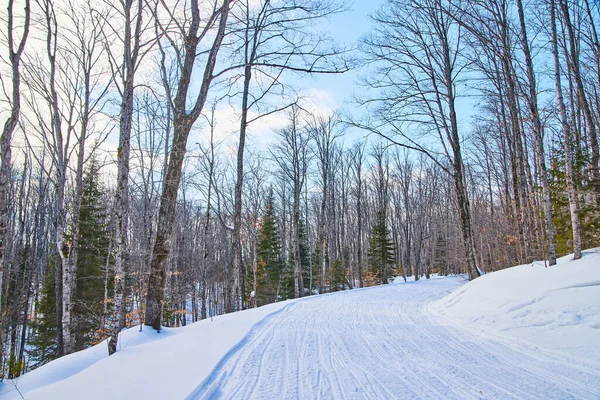 Camino cubierto de nieve en el bosque de invierno —  Fotos de Stock