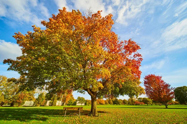 Скамейка под красивым осенним деревом на золотом поле — стоковое фото