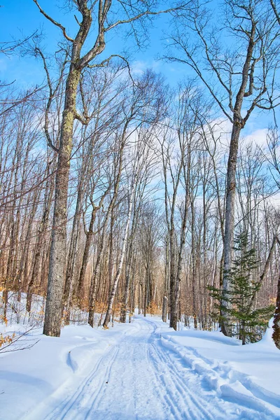 Sendero forestal en invierno cubierto de nieve —  Fotos de Stock