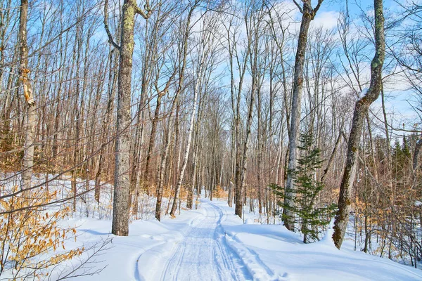 Paisaje de sendero cubierto de nieve en el bosque —  Fotos de Stock