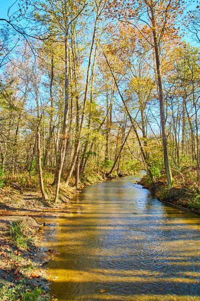 Vertical de río durante la caída en el bosque — Foto de Stock