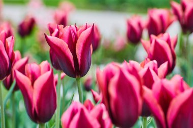 İlkbaharda güzel pembe ve mor lalelerin resmi