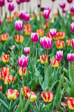 Pembe ve kırmızı lalelerden oluşan bahçe görüntüsü