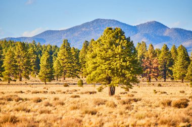 Arka planda çam ağaçları ve dağ olan çöl manzarası