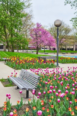 Fort Wayne, Indiana 'daki Freimann Meydanı' nda canlı bahar lale çiçekleriyle çevrili Bench 'in görüntüsü