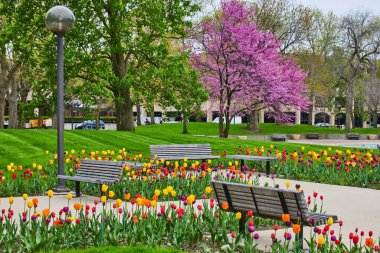 Fort Wayne, Indiana 'daki Freimann Square Park Bahçesi' nin resmi. İlkbahar laleleri ve kiraz ağacı.